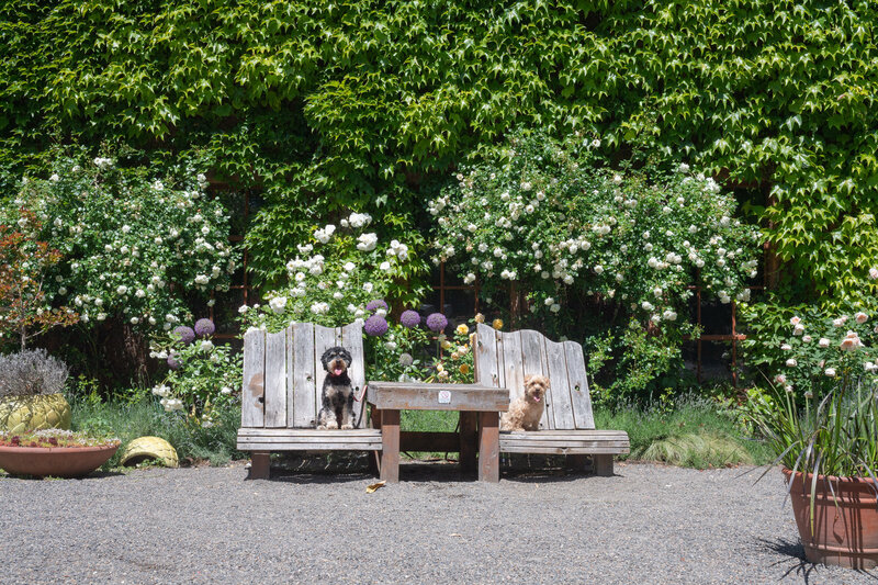 two dogs in lounge chairs