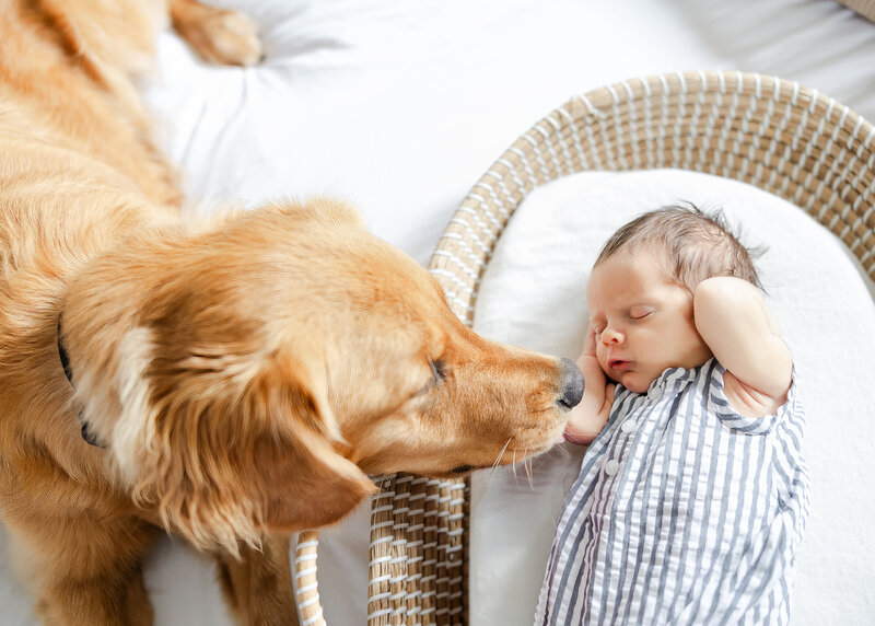 Lifestyle newborn photo session in NJ client's home, featuring family dog.