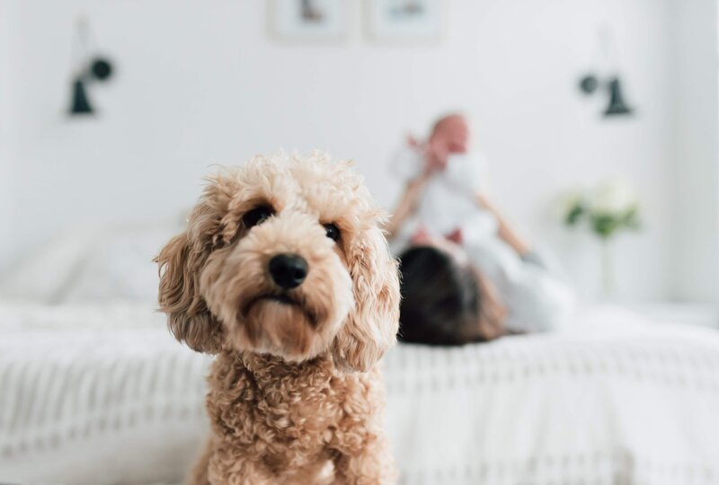 A curly-haired goldendoodle sits in sharp focus on a cozy bed while a mother cuddles her newborn in the background during an in-home newborn session in Fairfield County. Captured by Nicole Neira Photography, this heartfelt moment includes the whole family—furry friend included.