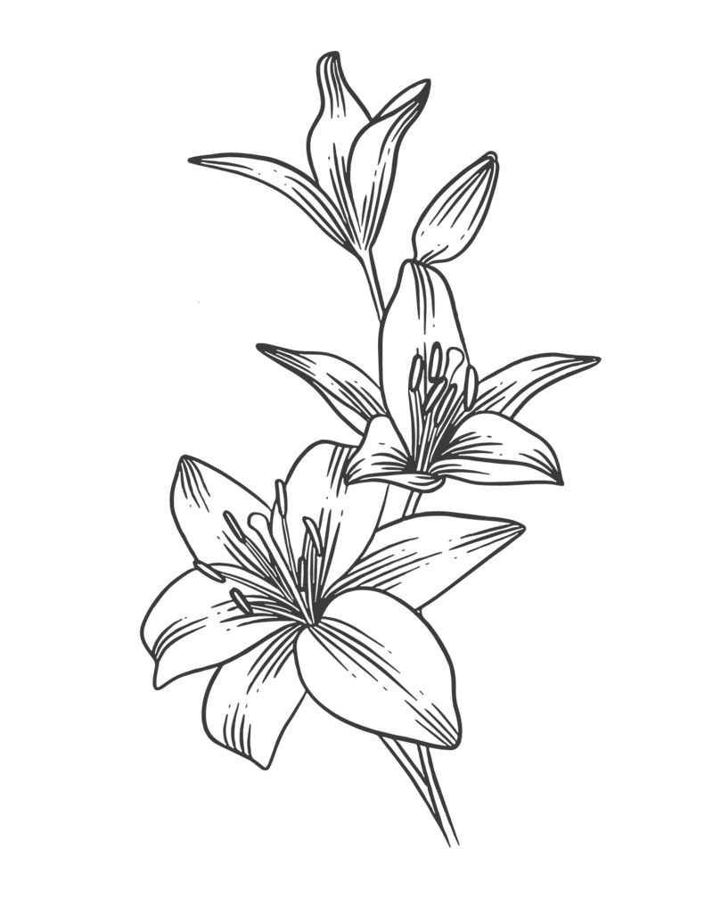 light grey outline of a lilly