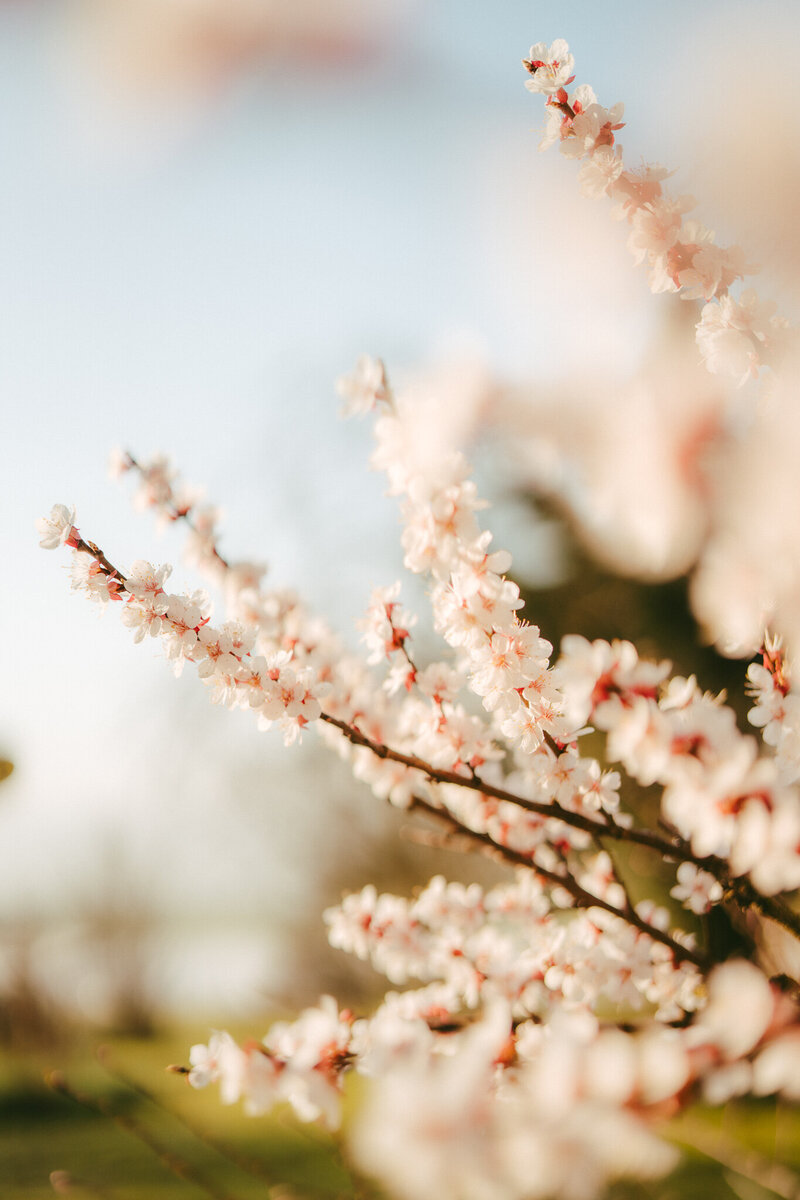 Detailaufnahmen von Blumen auf einer grünen Wiese. Frühling für Shootingsbilder