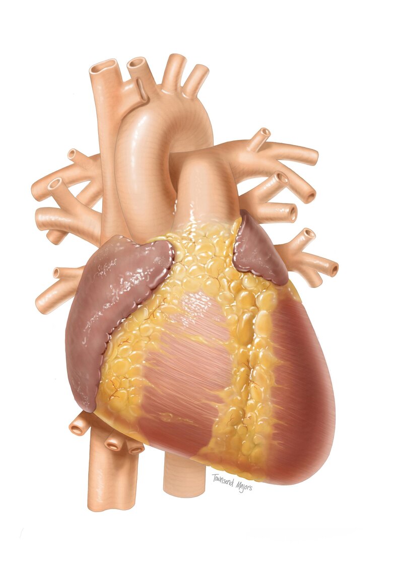 Townsend Majors' anatomical heart illustration