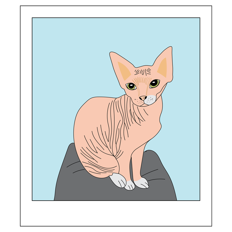 Polaroid illustration of sphynx cat