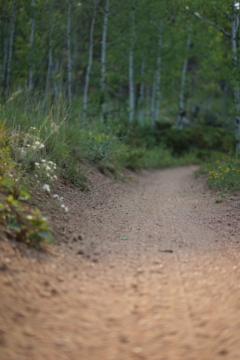 Soft image of a trail with wildflowers