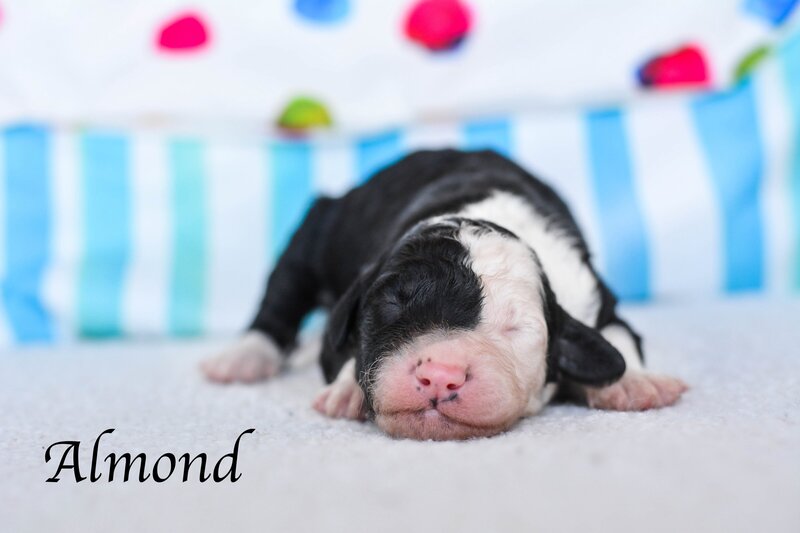 Available Mini and micro Sheepadoodle Puppies