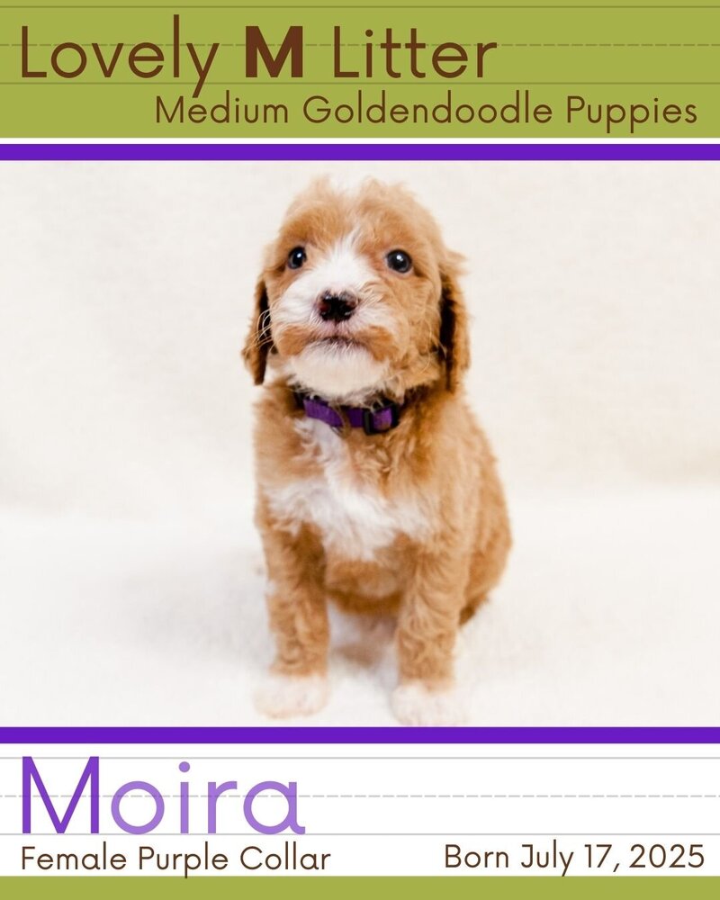 M Litter - Purple Moira Female