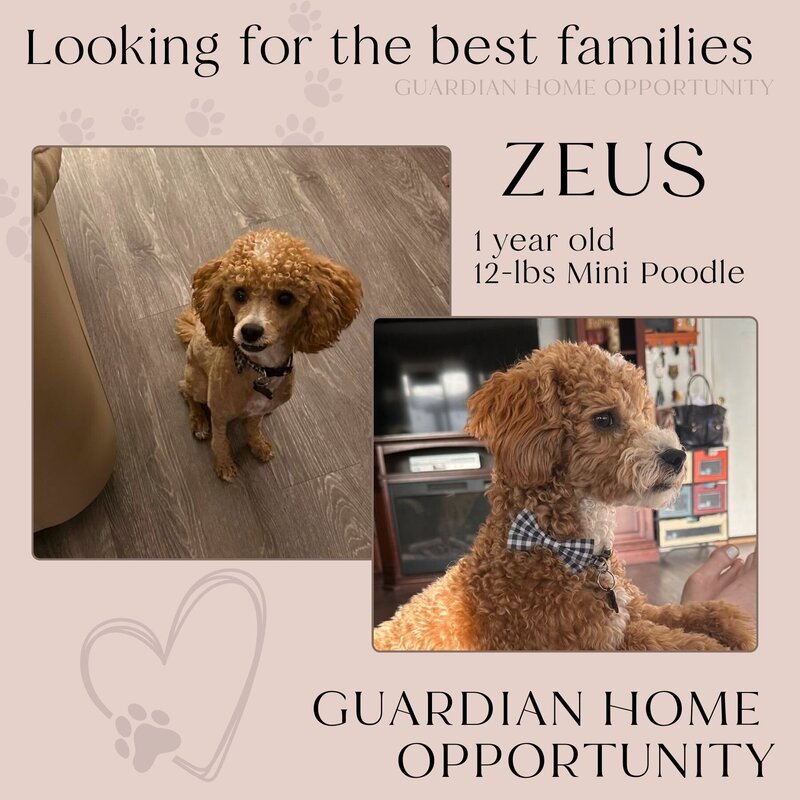Guardian Home - Zeus