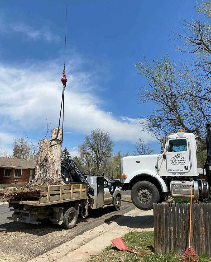 Professional tree removal service for residential projects in Denver Metro and foothills