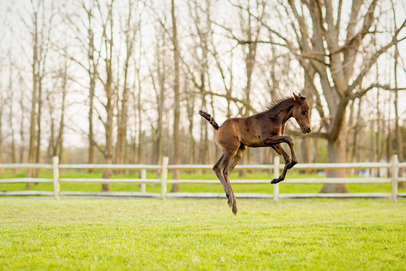 leapoing-foal-horse-photographer