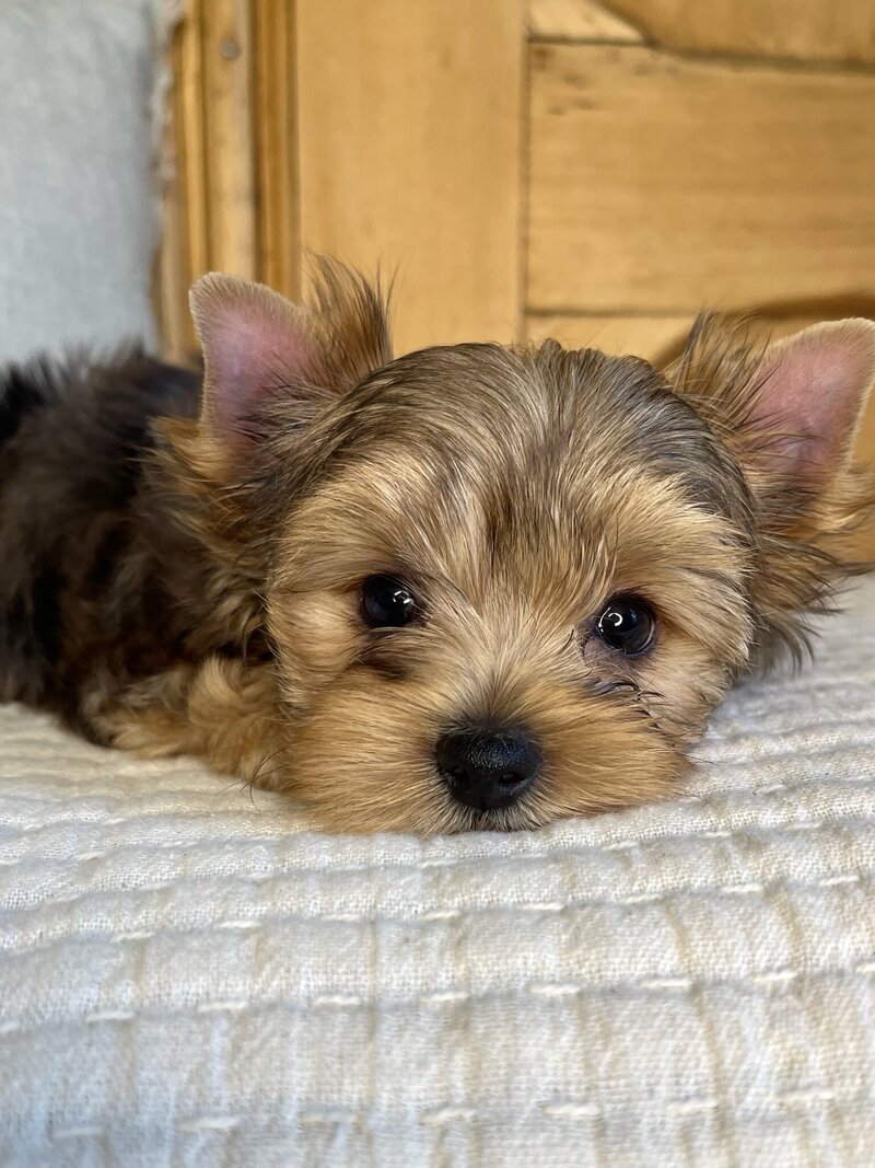 A multi-colored Yorkie puppy sitting down on a blanket staring at you