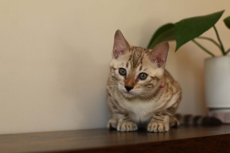 Sienna x Benny_Pink_2