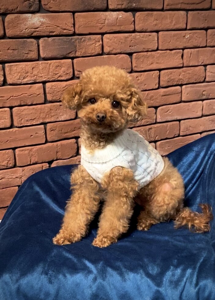 Adult Red Toy Poodle