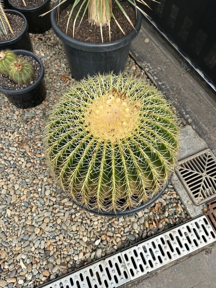 Echinocactus Grusonii | Golden Barrel Cactus