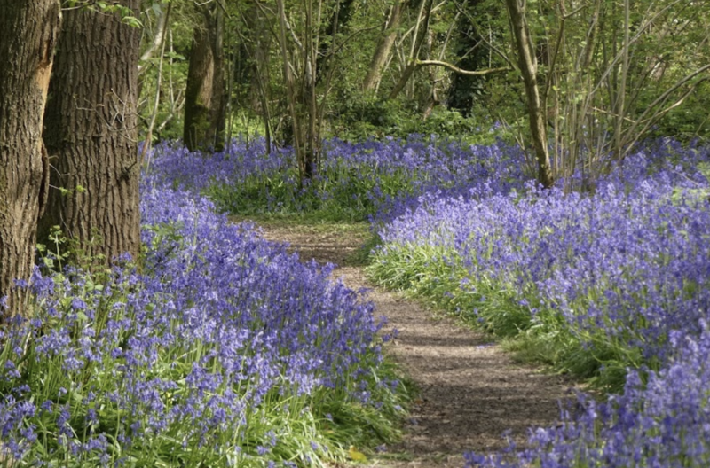 Bluebells carpeting the ground each side of a woodland path