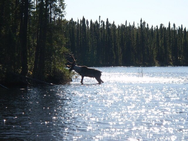 sessi08caribou