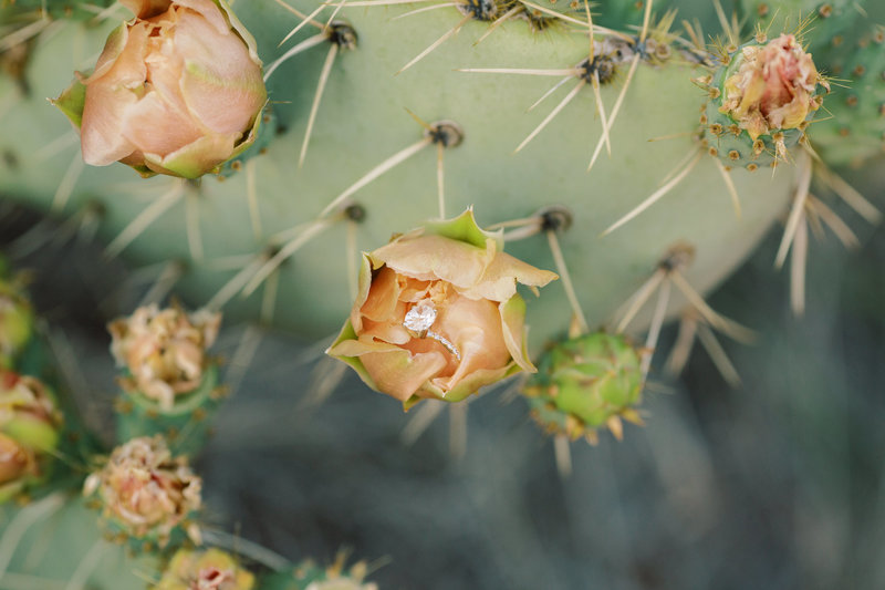 wedding ring on cactus