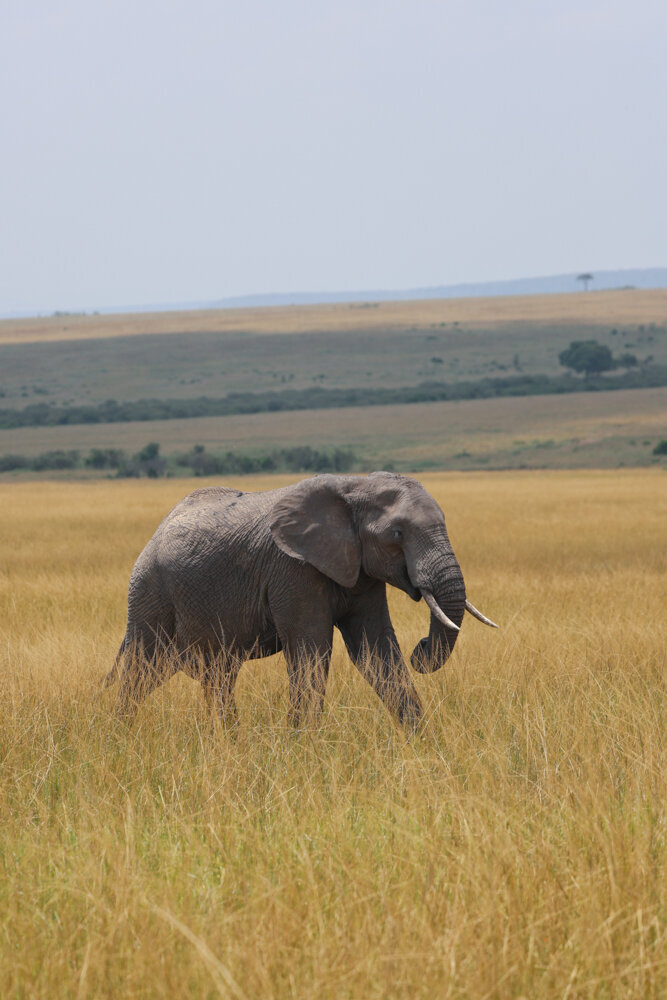 safariedited-197