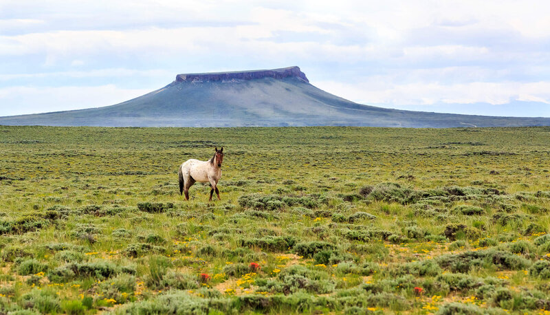 A mustang horse in front of Pilot Butte in Wyoming