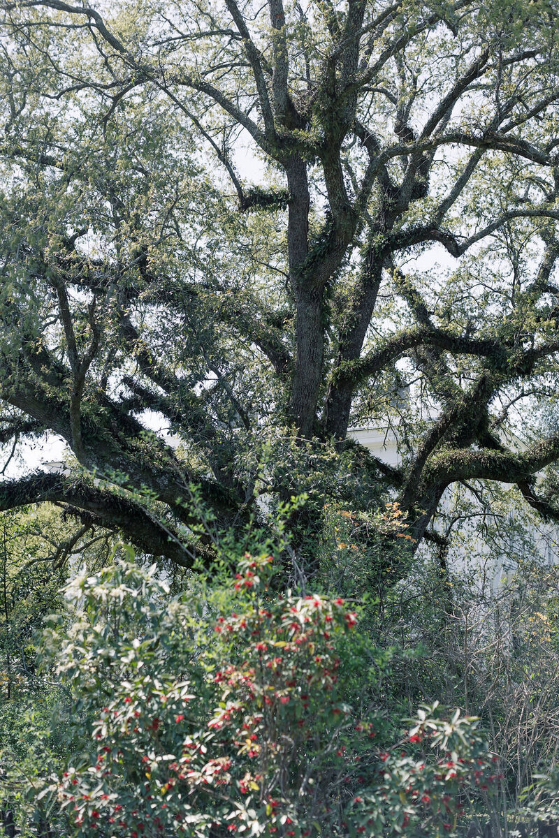 Wavering Place Plantation Columbia, SC wedding venue photographer 0100