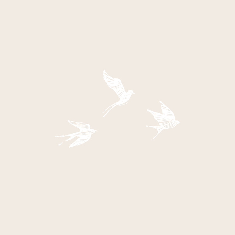 Blackbird-photography-social media - posts3