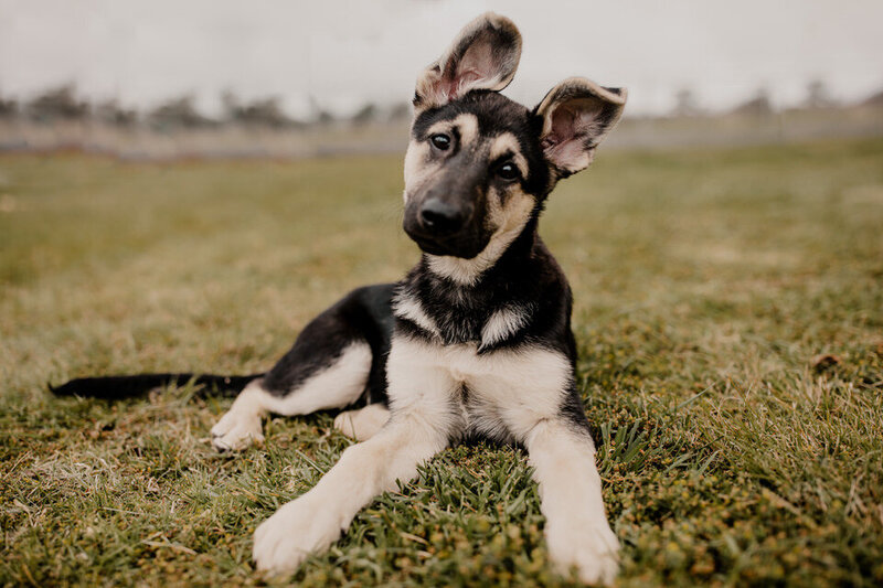 german shepherd puppy laying on the ground with her head tilted to the side
