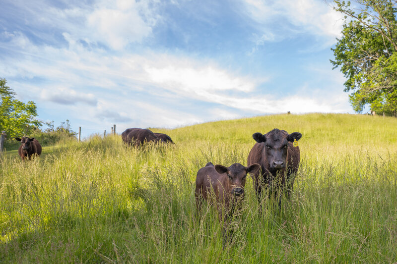 Cows-22