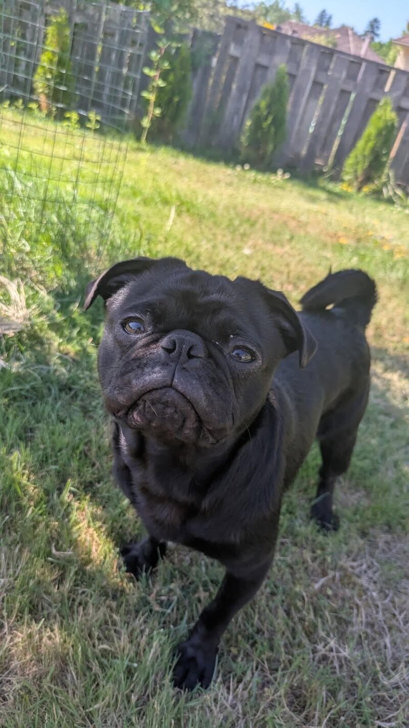 Winston (3)