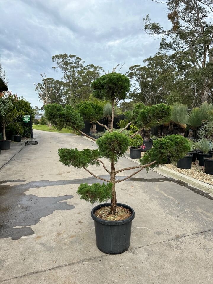 Juniper Topiary Cloud Tree - JUNIPERUS CHINENSIS 'KETELEERI'