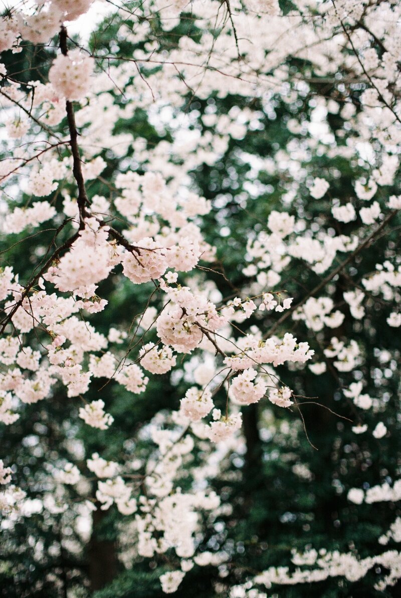 detail shot of flowers at destination wedding venue