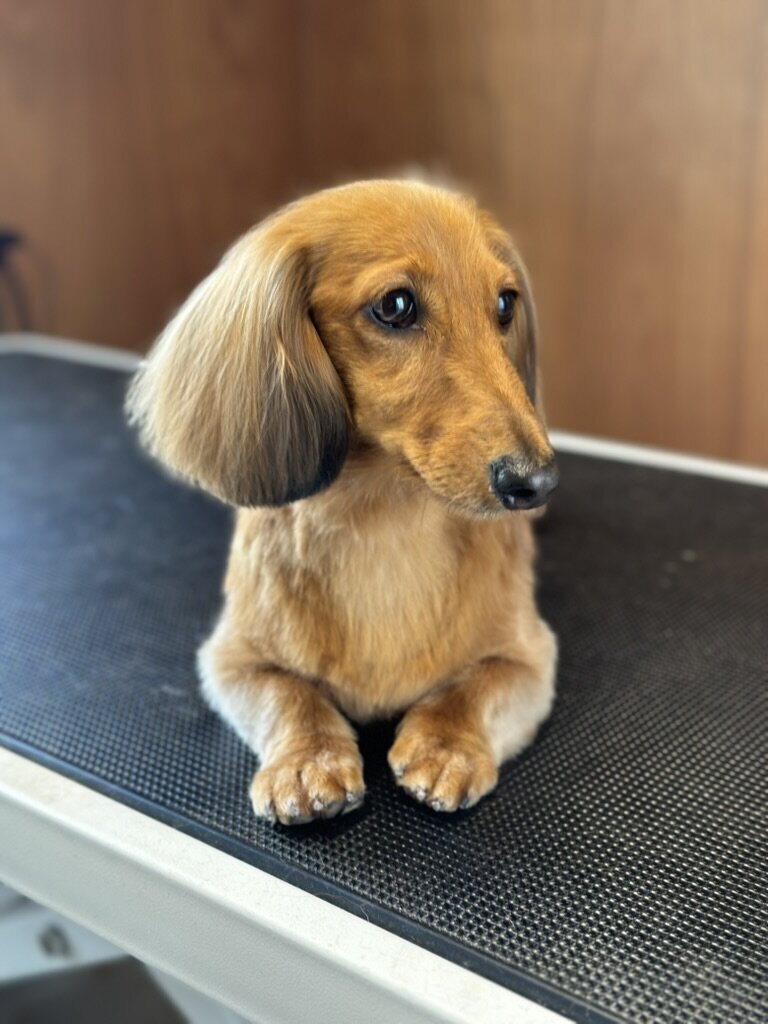 F8D3F834-77CE-431A-AEE5-284CB73DD2F0_1_105_c