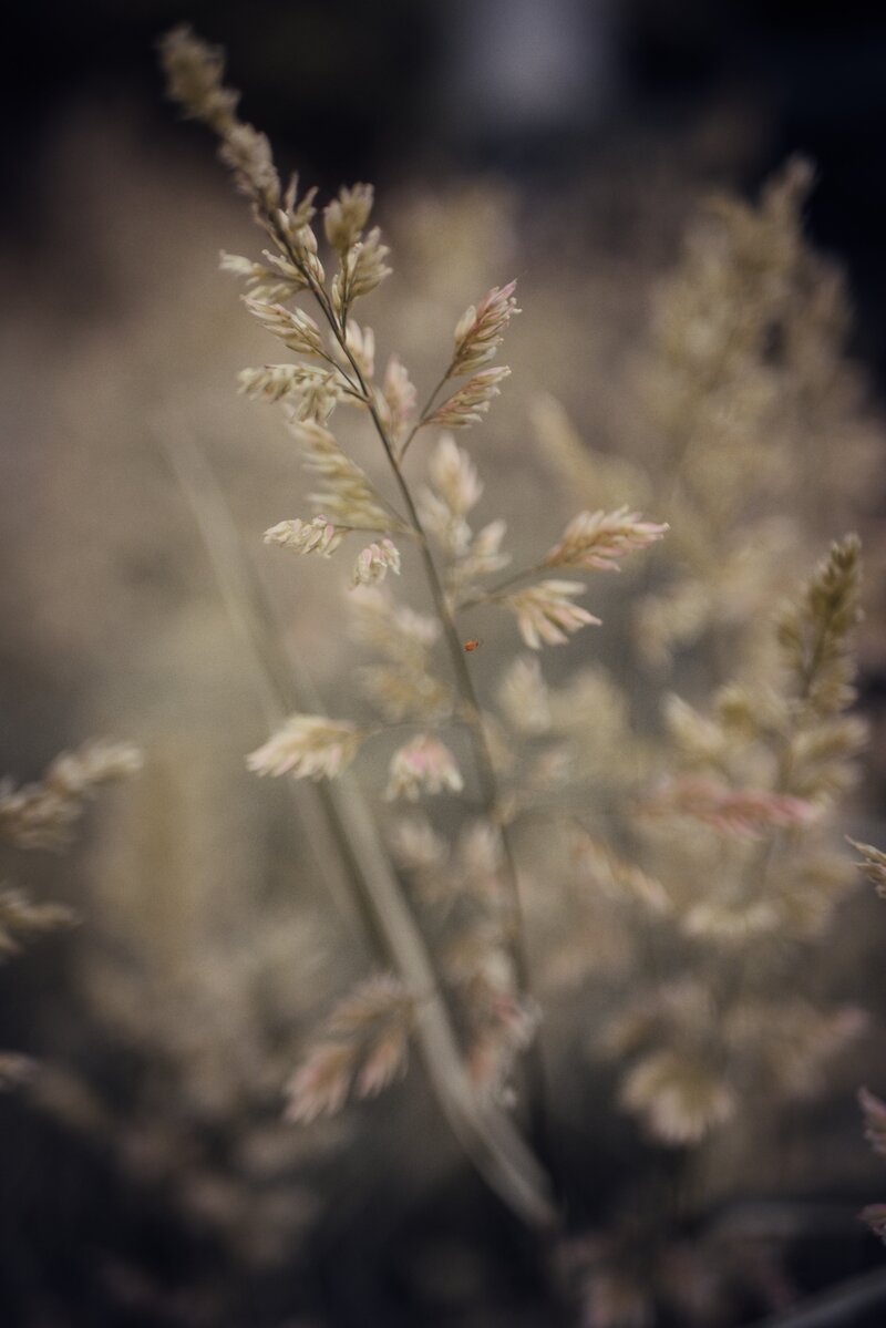 manu-b-SrFofCQZgEk-unsplash