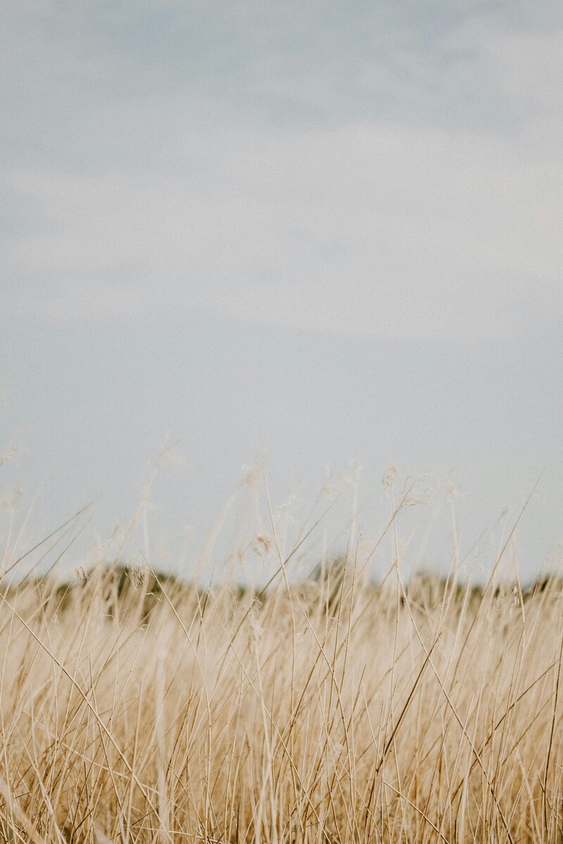 A peaceful landscape of grasses at Spirit's Respite Ranch, showcasing the tranquil, natural beauty of the ranch's serene environment