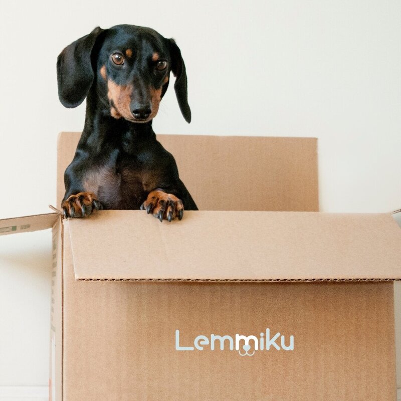 Brand design for a pet brand