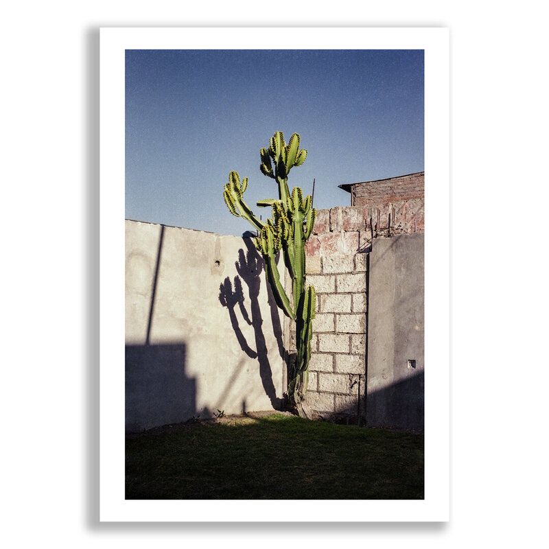 Witte-achtergrond_Cactus