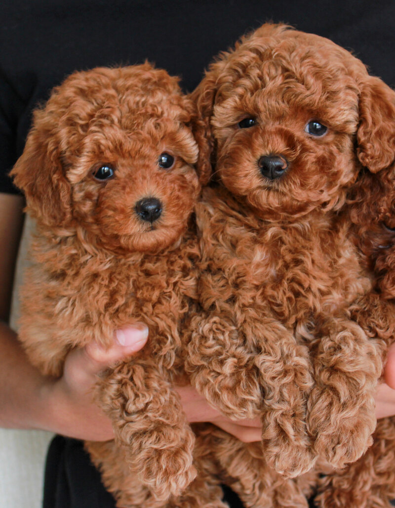 Maltipoo puppy in child's arm
