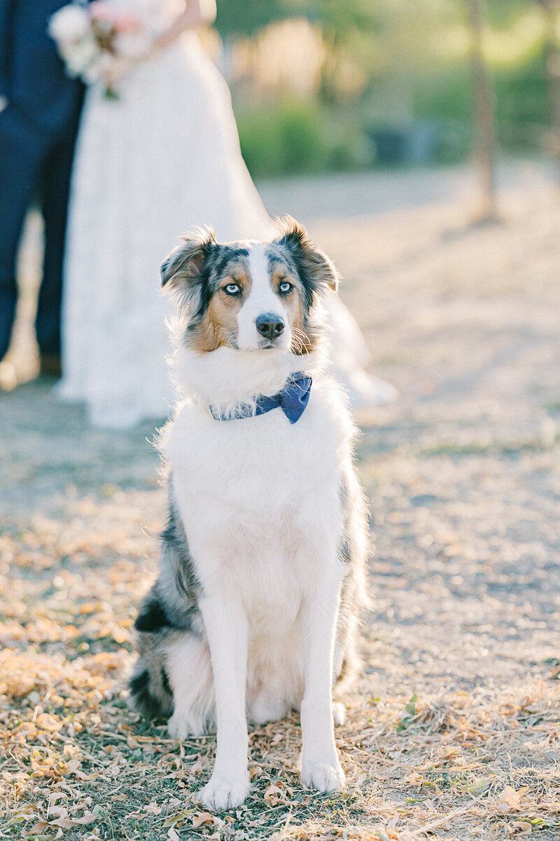 Elegant wedding couple sharing a romantic moment at Harrow Cellars, Bay Area, surrounded by vineyard views and fine art wedding details.