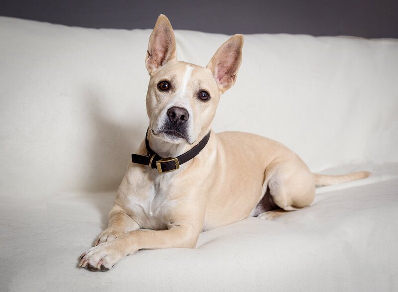 Karra Kostya Photo - Hounds Hashtag Headshots_0205