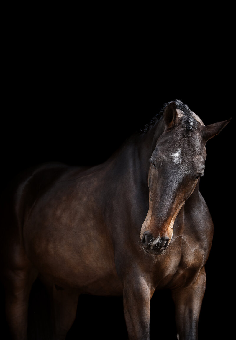 Fine-Art fotografie met paard