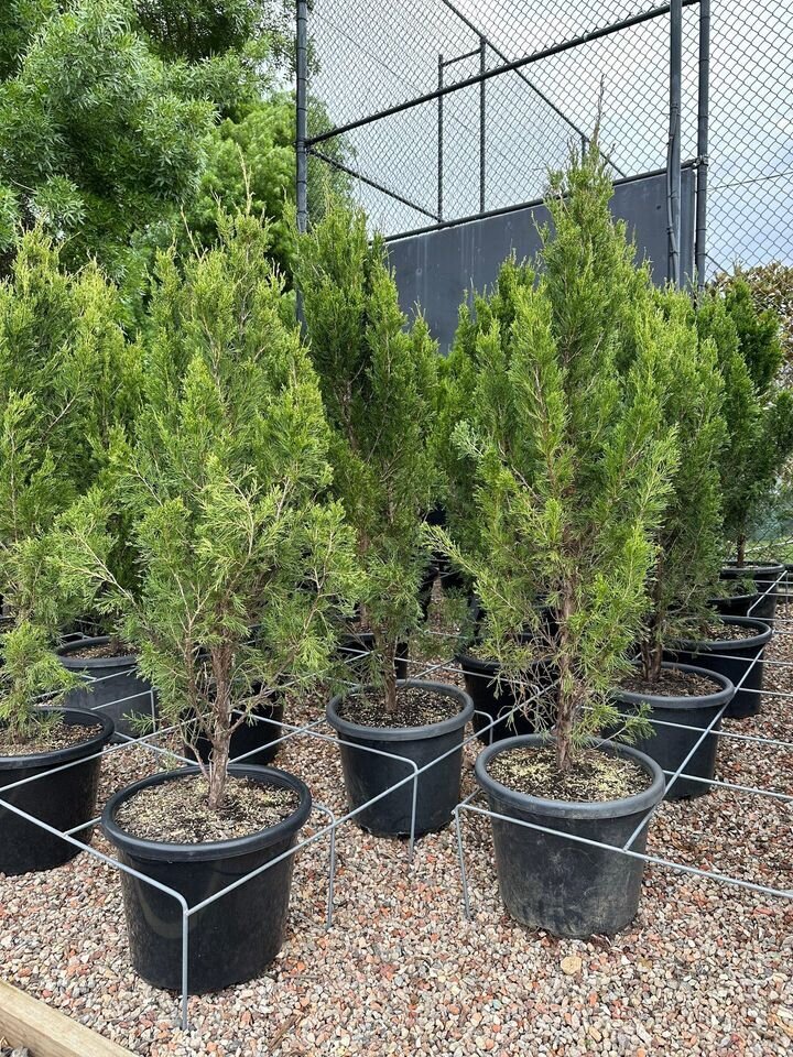 Juniperus Virginia Spartan - Chinesis Spartan