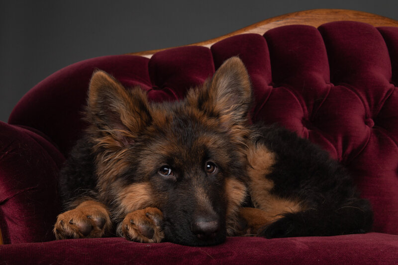 Puppy on red couch