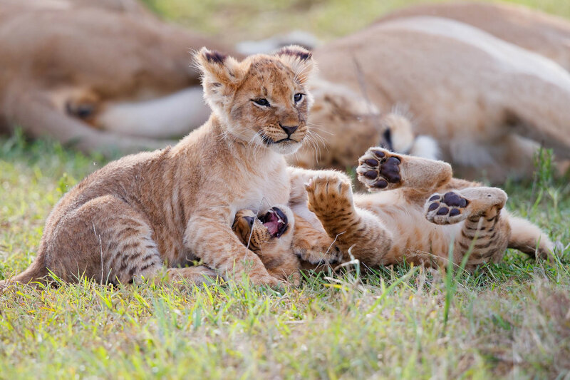 Two lion cubs playfully wrestle on the grass, with one cub sitting upright and the other lying on its back, paws in the air. In the background, more lions are resting on the ground.