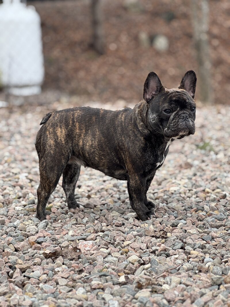 Brindle female French Bulldog in breeding program