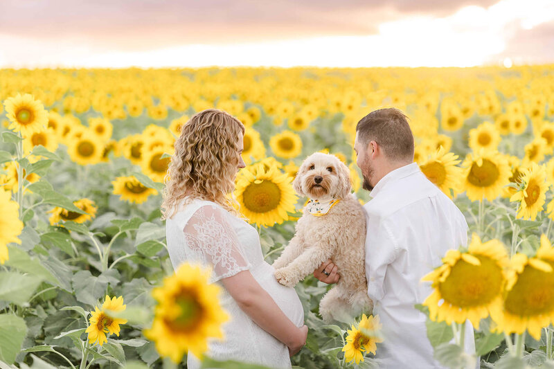 poodle touching belly bump for maternity photos in Gold Coast sunflower farm