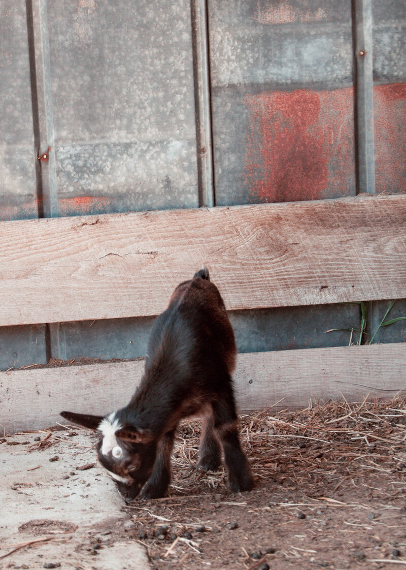 Allen Durham Family Farm (42)