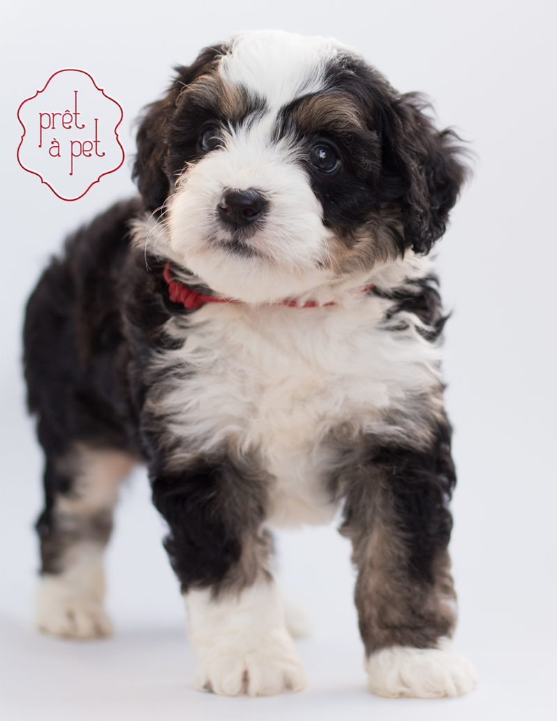 pret a pet poodle