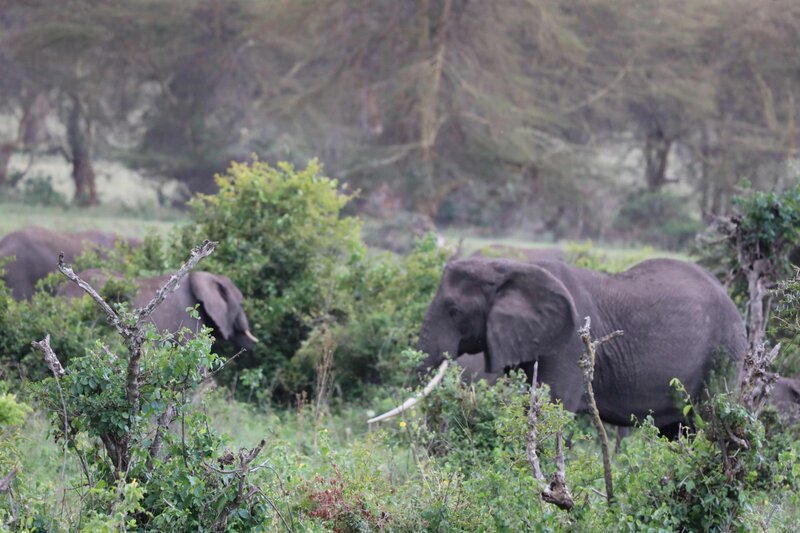 Tanzania Safari  (2)