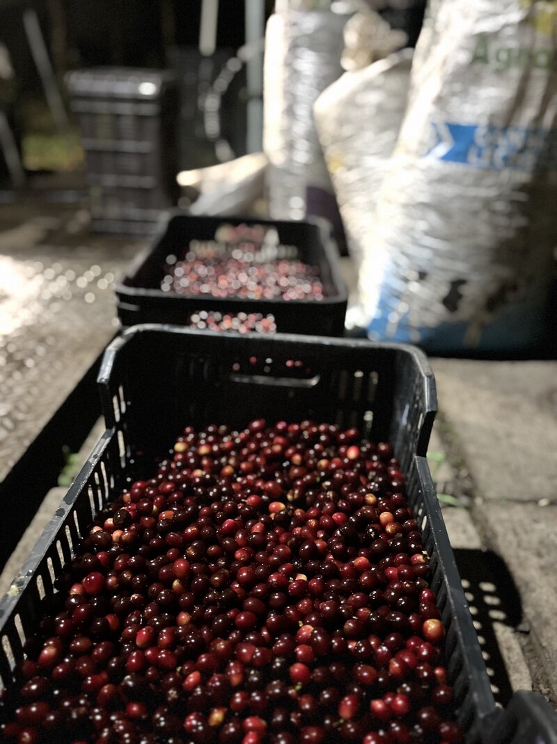 Zihuateutla coffee cherries