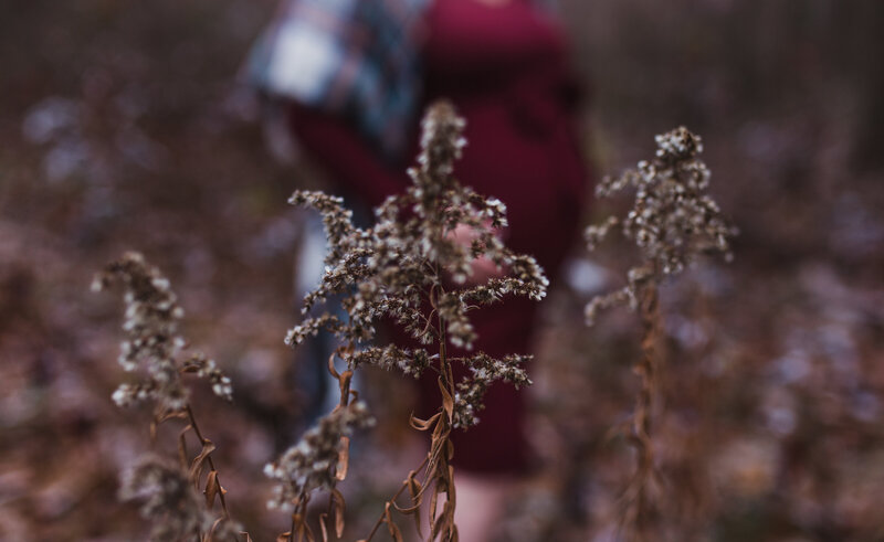 Focus on dried goldenrod blooms while pregnant mom stands in the background