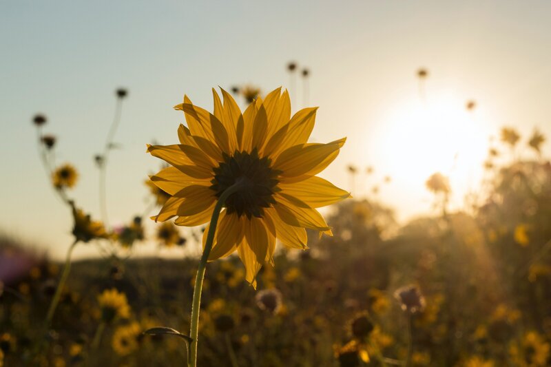 Sunflower Field Symbol of Hope for Miscarriage and Pregnancy Loss