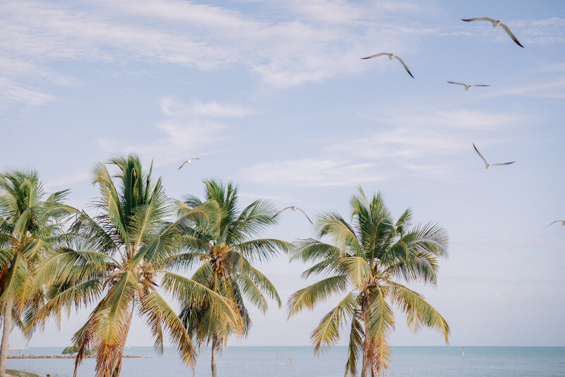 palm trees in front of the ocean with seagulls flying in the air